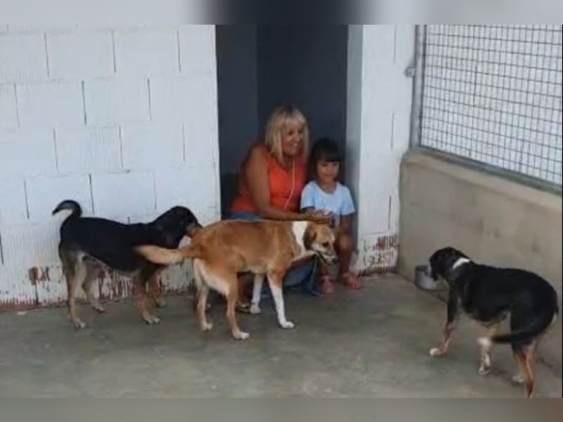 MELVA-neugierige, offene, gesellige Schönheit sucht ihr liebevolles "Für-immer-Zuhause" MELVA-neugierige, offene, gesellige Schönheit sucht ihr liebevolles "Für-immer-Zuhause"