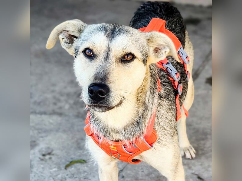 FFIONA-wunderbare, sanfte Seele wartet sehnsüchtig auf ihre liebevolle "Für-immer-Familie"