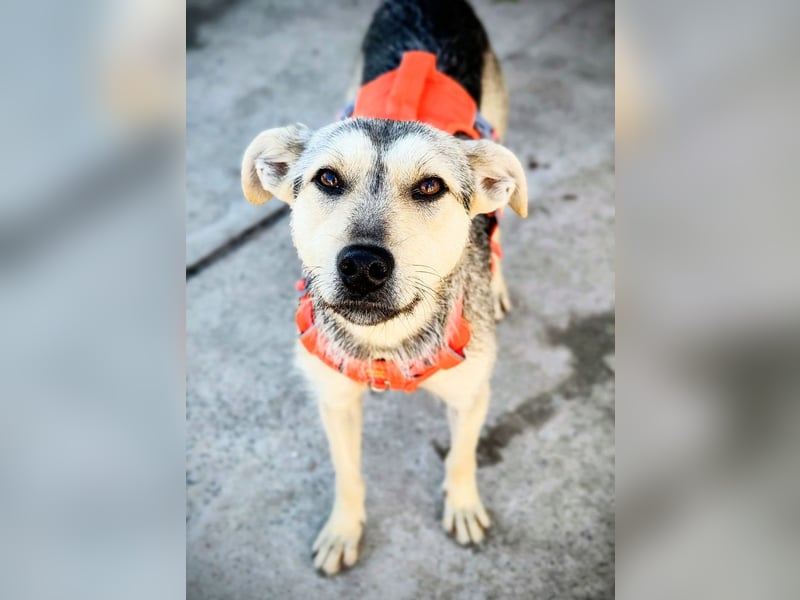 FFIONA-wunderbare, sanfte Seele wartet sehnsüchtig auf ihre liebevolle "Für-immer-Familie"