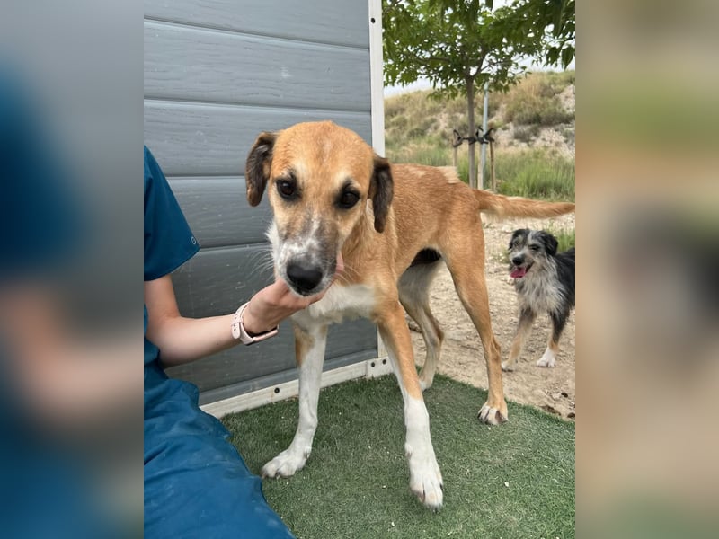 MELVA-neugierige, offene, gesellige Schönheit sucht ihr liebevolles "Für-immer-Zuhause" MELVA-neugierige, offene, gesellige Schönheit sucht ihr liebevolles "Für-immer-Zuhause"