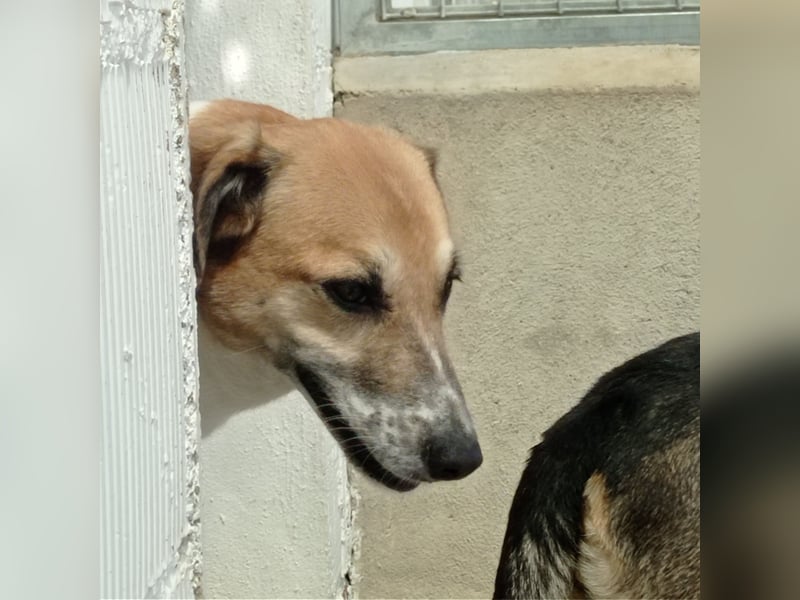 MELVA-neugierige, offene, gesellige Schönheit sucht ihr liebevolles "Für-immer-Zuhause" MELVA-neugierige, offene, gesellige Schönheit sucht ihr liebevolles "Für-immer-Zuhause"