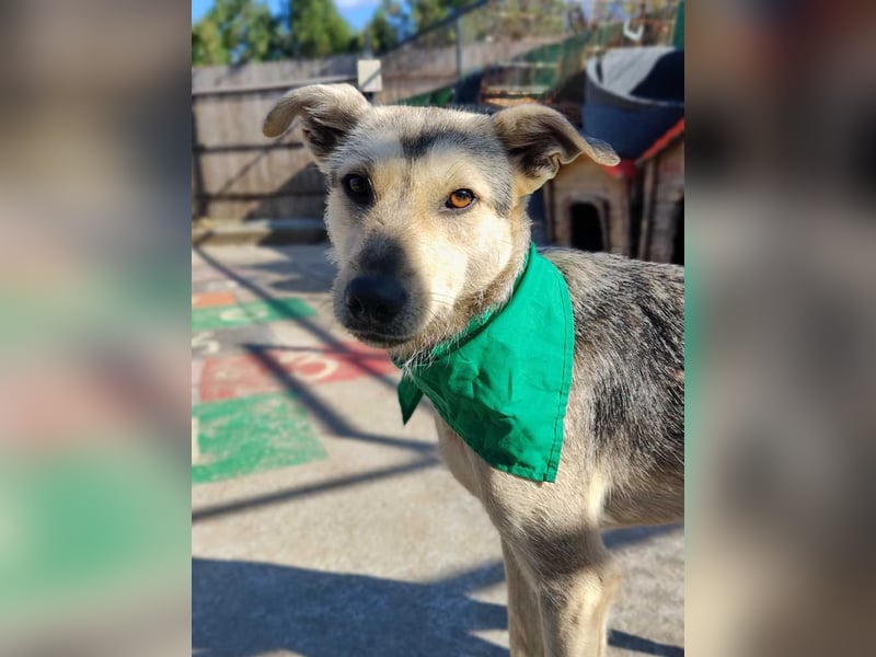 FFIONA-wunderbare, sanfte Seele wartet sehnsüchtig auf ihre liebevolle "Für-immer-Familie"