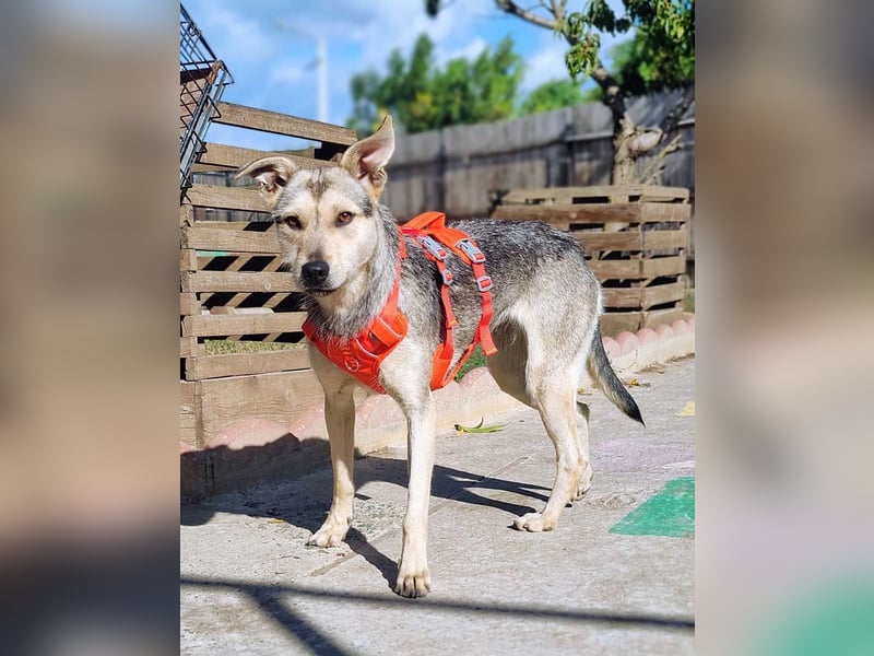 FFIONA-wunderbare, sanfte Seele wartet sehnsüchtig auf ihre liebevolle "Für-immer-Familie"