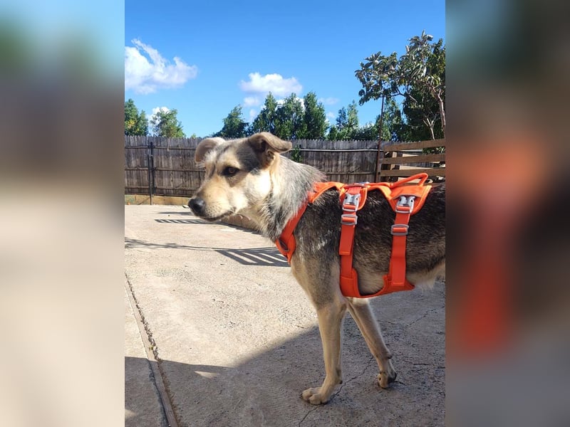 FFIONA-wunderbare, sanfte Seele wartet sehnsüchtig auf ihre liebevolle "Für-immer-Familie"