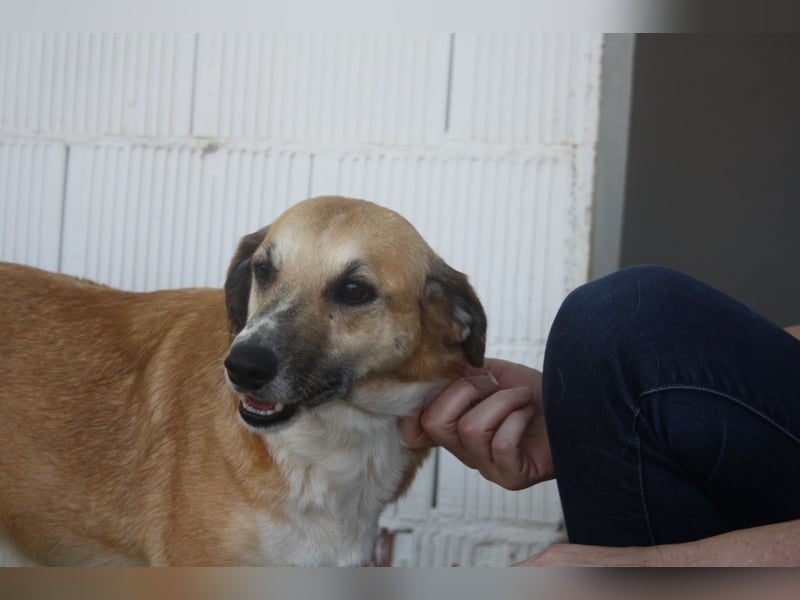 MELVA-neugierige, offene, gesellige Schönheit sucht ihr liebevolles "Für-immer-Zuhause" MELVA-neugierige, offene, gesellige Schönheit sucht ihr liebevolles "Für-immer-Zuhause"