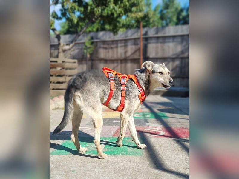 FFIONA-wunderbare, sanfte Seele wartet sehnsüchtig auf ihre liebevolle "Für-immer-Familie"