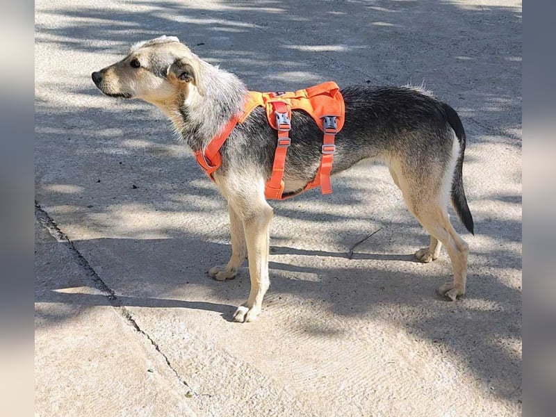 FFIONA-wunderbare, sanfte Seele wartet sehnsüchtig auf ihre liebevolle "Für-immer-Familie"