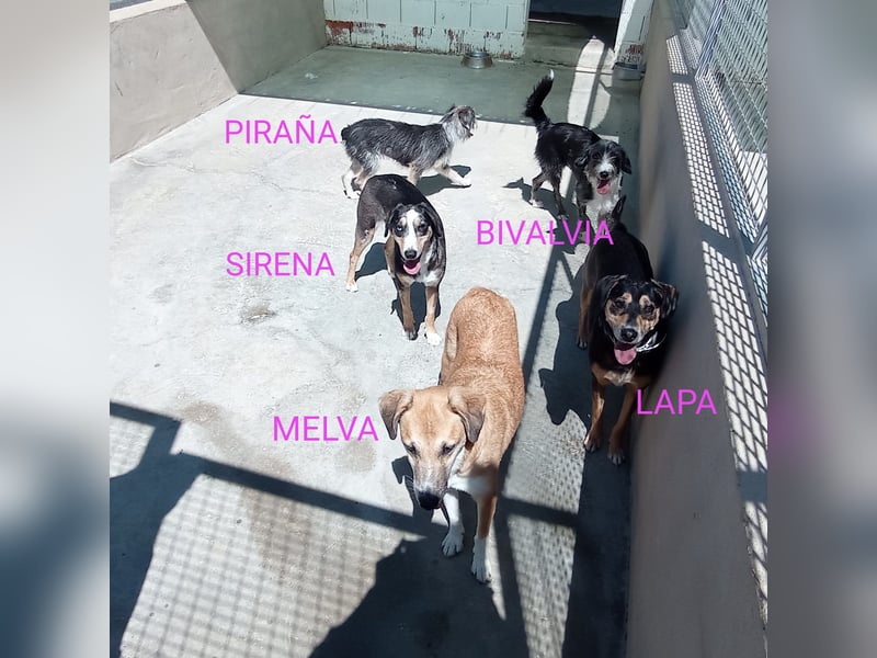 MELVA-neugierige, offene, gesellige Schönheit sucht ihr liebevolles "Für-immer-Zuhause" MELVA-neugierige, offene, gesellige Schönheit sucht ihr liebevolles "Für-immer-Zuhause"