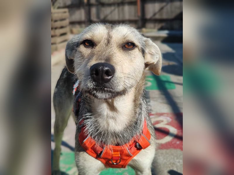 FFIONA-wunderbare, sanfte Seele wartet sehnsüchtig auf ihre liebevolle "Für-immer-Familie"