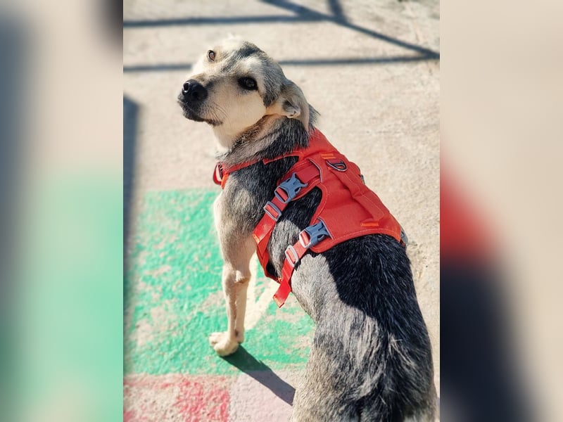 FFIONA-wunderbare, sanfte Seele wartet sehnsüchtig auf ihre liebevolle "Für-immer-Familie"