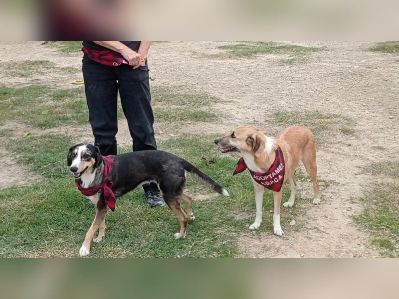 MELVA-neugierige, offene, gesellige Schönheit sucht ihr liebevolles "Für-immer-Zuhause" MELVA-neugierige, offene, gesellige Schönheit sucht ihr liebevolles "Für-immer-Zuhause"