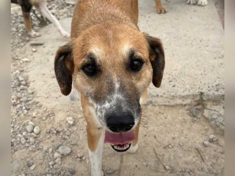 MELVA-neugierige, offene, gesellige Schönheit sucht ihr liebevolles "Für-immer-Zuhause" MELVA-neugierige, offene, gesellige Schönheit sucht ihr liebevolles "Für-immer-Zuhause"
