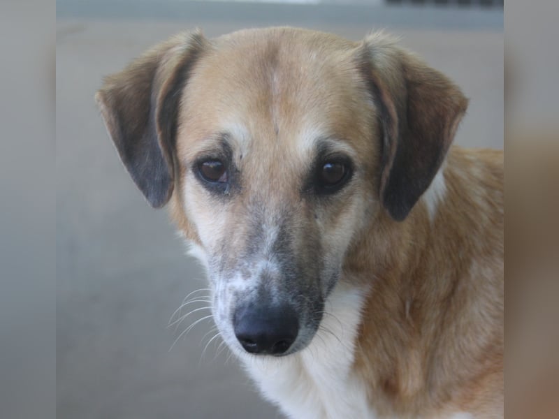 MELVA-neugierige, offene, gesellige Schönheit sucht ihr liebevolles "Für-immer-Zuhause" MELVA-neugierige, offene, gesellige Schönheit sucht ihr liebevolles "Für-immer-Zuhause"