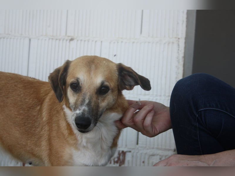 MELVA-neugierige, offene, gesellige Schönheit sucht ihr liebevolles "Für-immer-Zuhause" MELVA-neugierige, offene, gesellige Schönheit sucht ihr liebevolles "Für-immer-Zuhause"