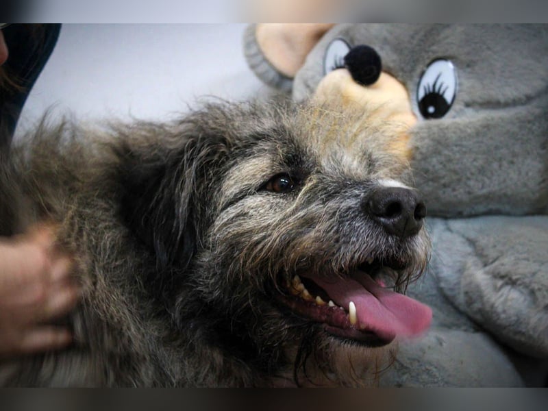 Süßer Smoky sucht liebe Familie