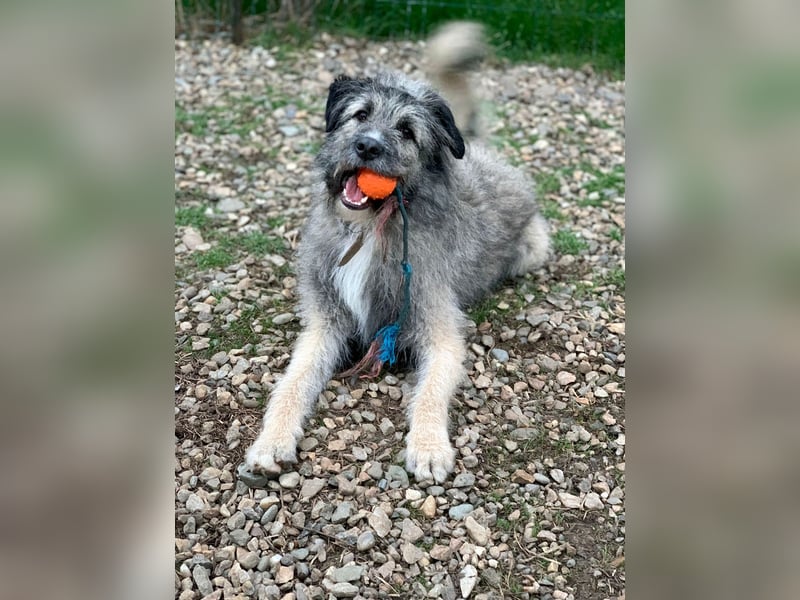 Süßer Smoky sucht liebe Familie