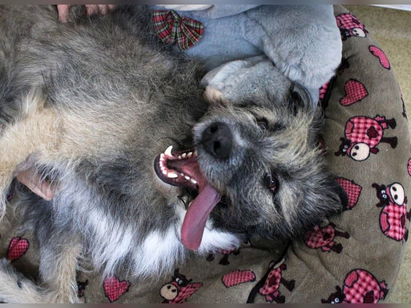 Süßer Smoky sucht liebe Familie