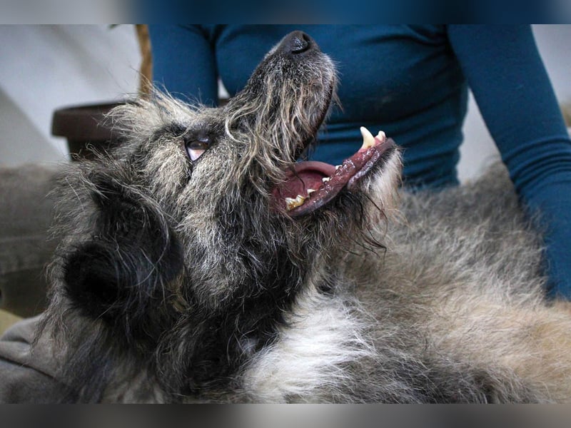 Süßer Smoky sucht liebe Familie