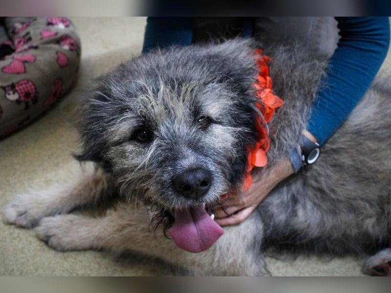 Süßer Smoky sucht liebe Familie