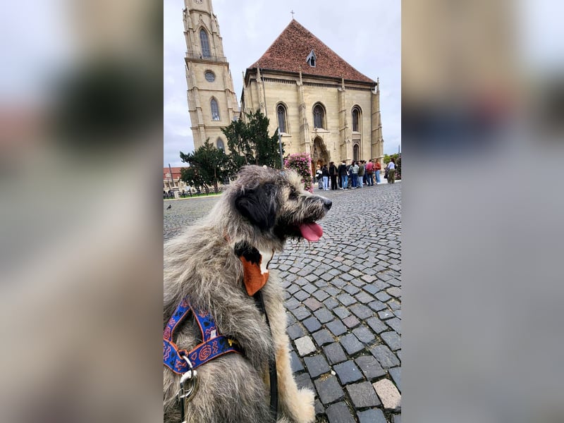 Süßer Smoky sucht liebe Familie