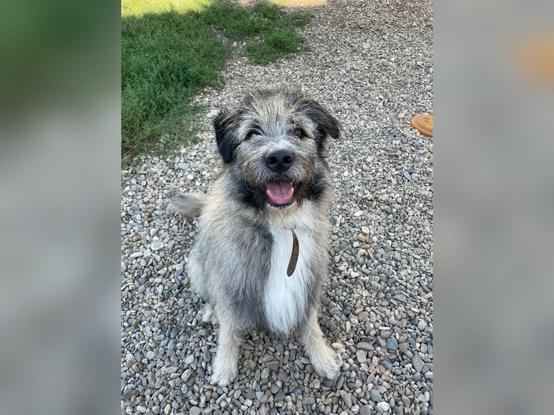 Süßer Smoky sucht liebe Familie