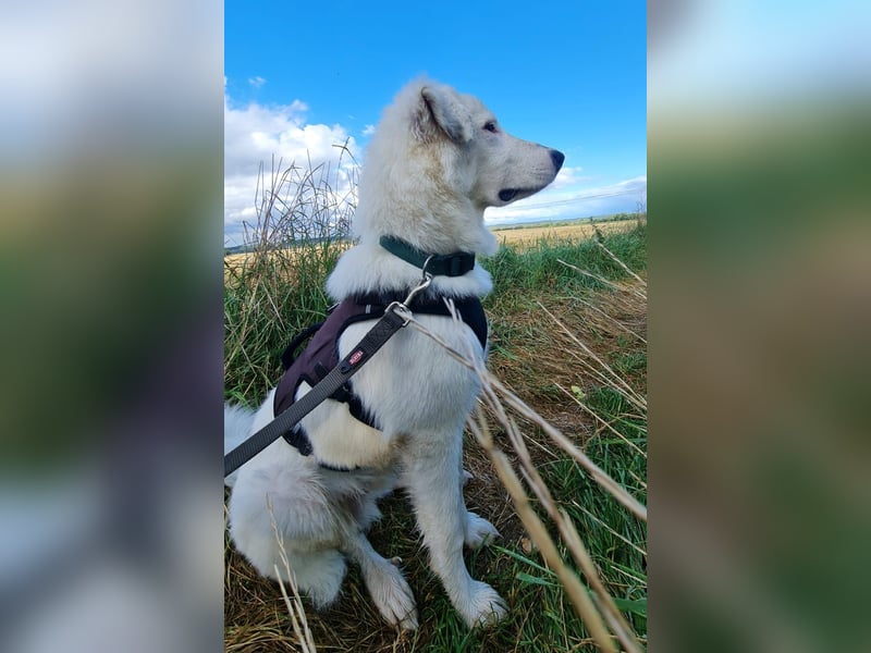 Junghund Ikarus auf der Suche nach seinen Herzensmenschen