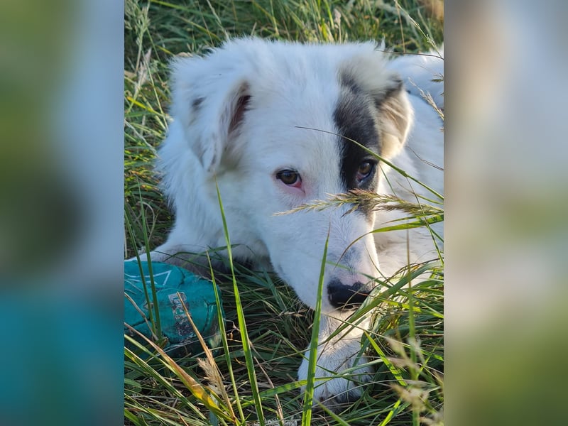Junghund Ikarus auf der Suche nach seinen Herzensmenschen