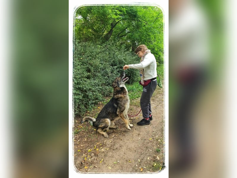 Lobo, großer sanftmütiger Riese ist kinderlieb