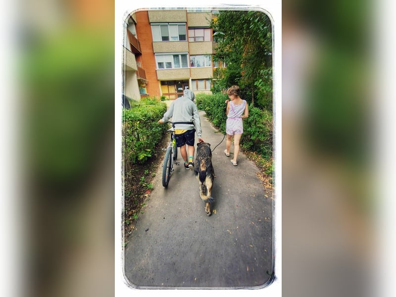 Lobo, großer sanftmütiger Riese ist kinderlieb