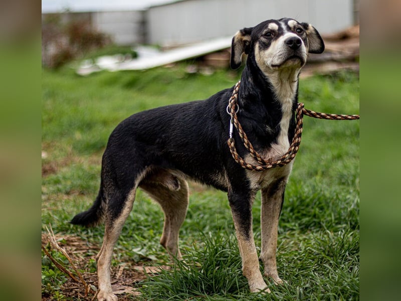Lala, sehr aktiver Hund, der Euch gefallen möchte