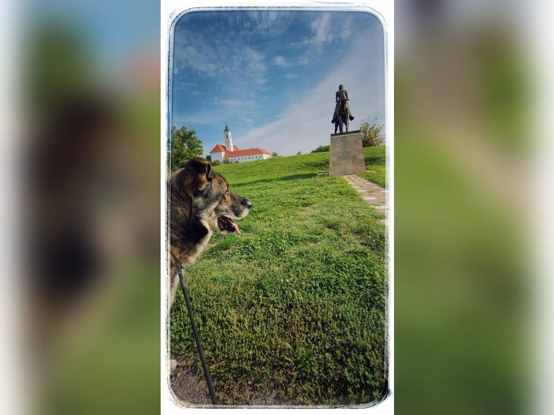 Lobo, großer sanftmütiger Riese ist kinderlieb