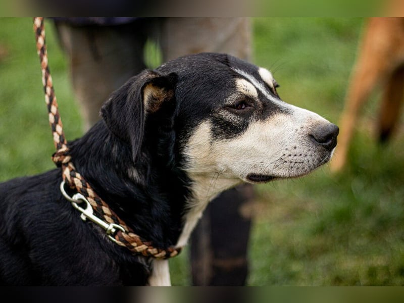 Lala, sehr aktiver Hund, der Euch gefallen möchte