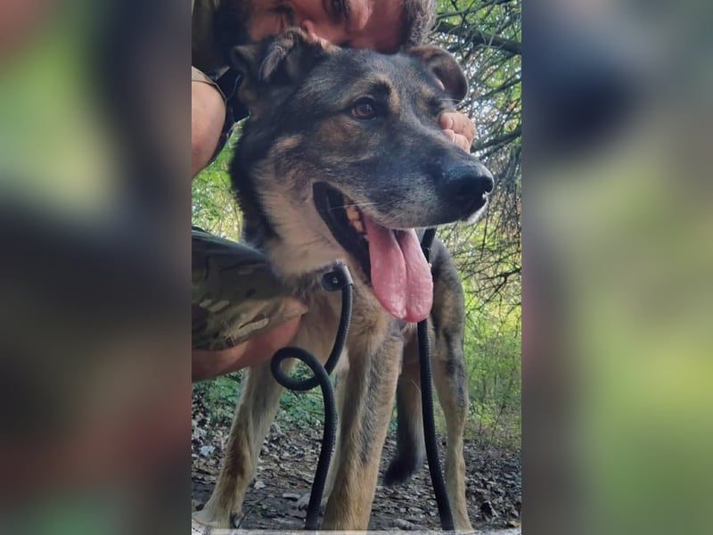 Lobo, großer sanftmütiger Riese ist kinderlieb