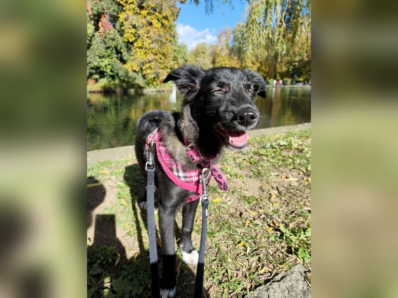 Schüchterne Raya sucht ihre Menschen