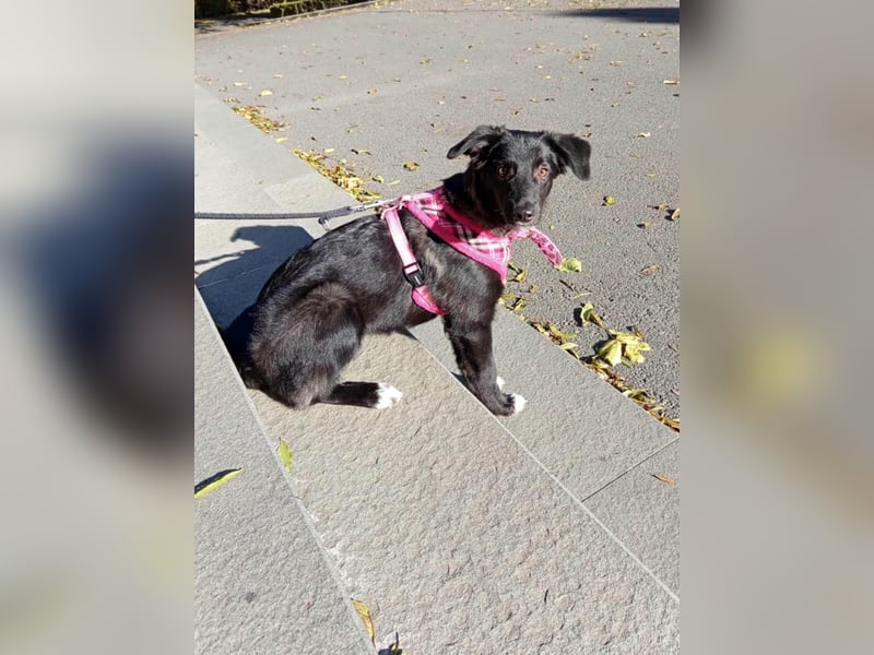 Schüchterne Raya sucht ihre Menschen