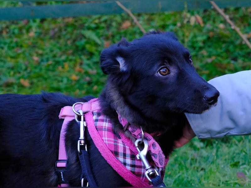 Schüchterne Raya sucht ihre Menschen