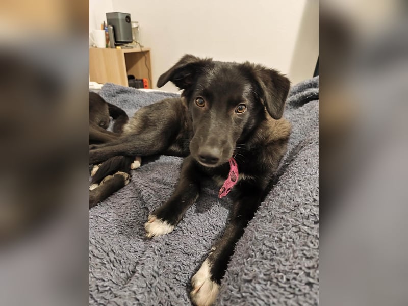 Schüchterne Raya sucht ihre Menschen