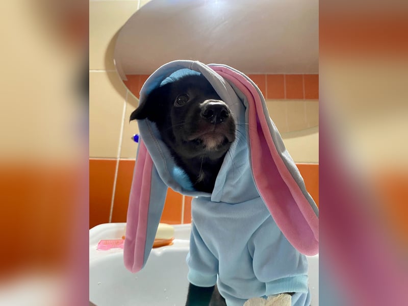 Schüchterne Raya sucht ihre Menschen