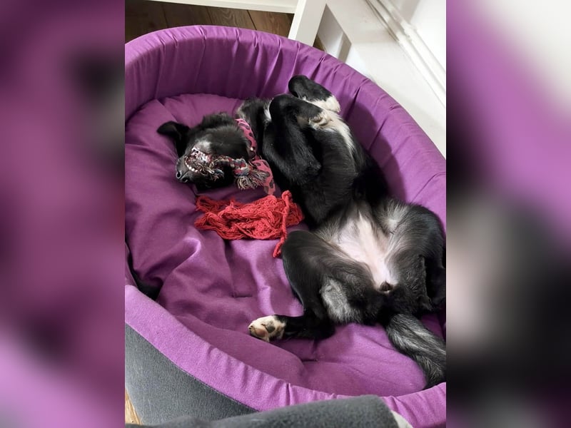 Schüchterne Raya sucht ihre Menschen