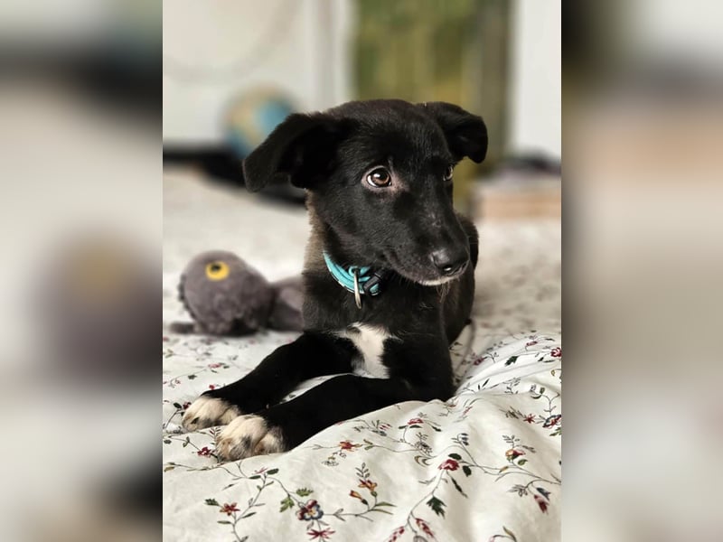 Schüchterne Raya sucht ihre Menschen