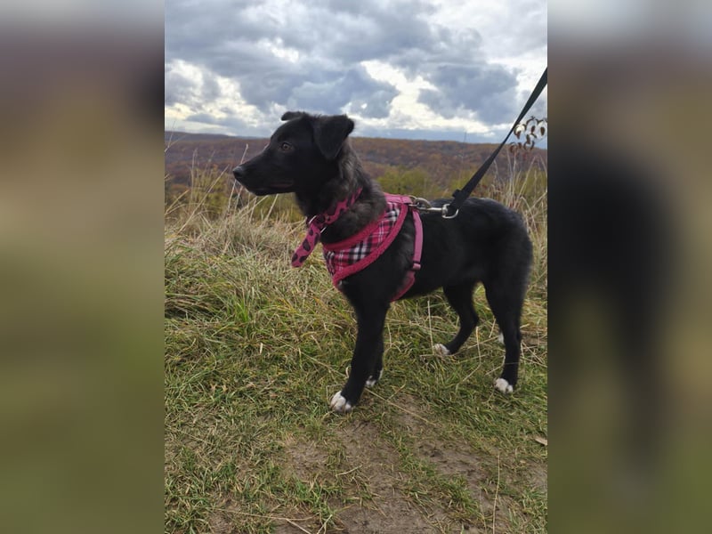 Schüchterne Raya sucht ihre Menschen