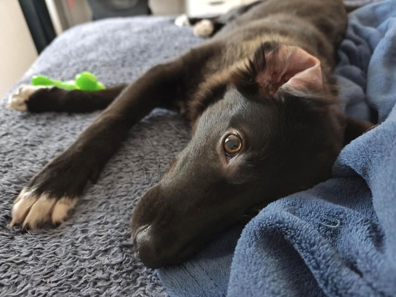 Schüchterne Raya sucht ihre Menschen