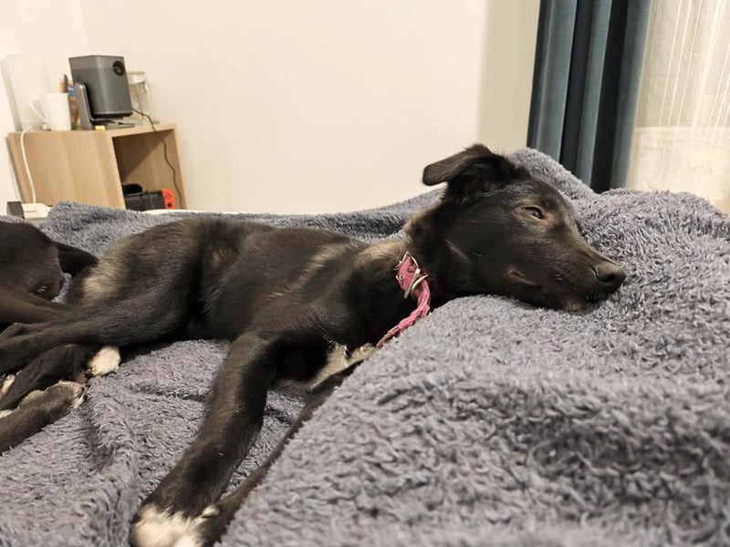 Schüchterne Raya sucht ihre Menschen