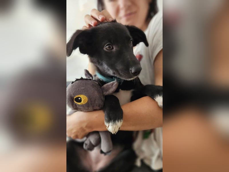 Schüchterne Raya sucht ihre Menschen