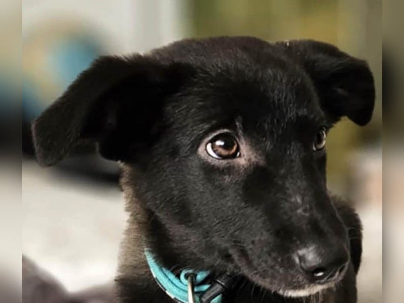 Schüchterne Raya sucht ihre Menschen