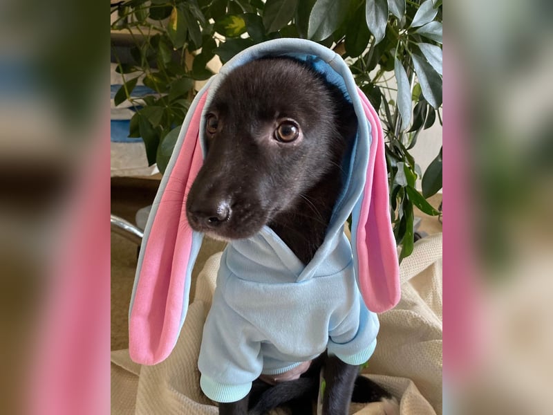 Schüchterne Raya sucht ihre Menschen