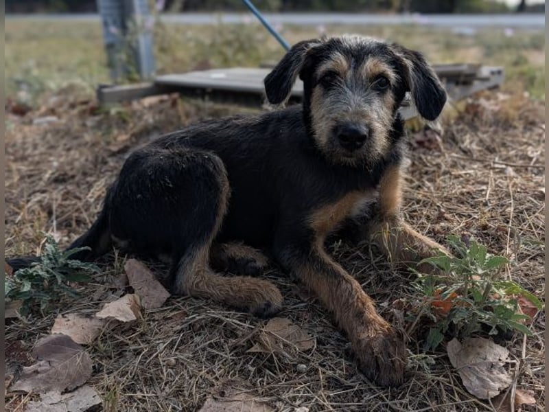 Alfo, geb. ca. 04/2025, lebt in GRIECHENLAND, im städt. Tierheim Serres