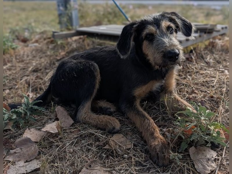 Alfo, geb. ca. 04/2025, lebt in GRIECHENLAND, im städt. Tierheim Serres
