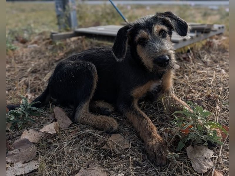 Alfo, geb. ca. 04/2025, lebt in GRIECHENLAND, im städt. Tierheim Serres