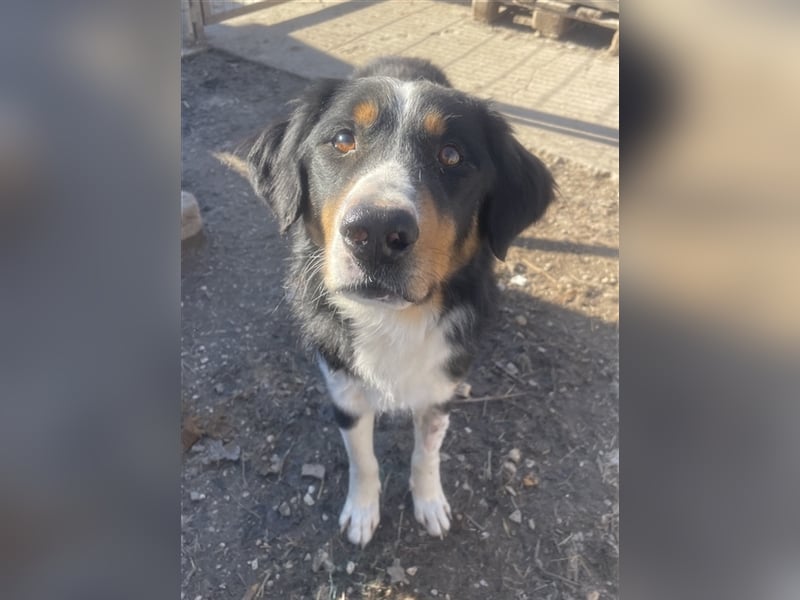 Silvan, geb. ca.02/2023, lebt in GRIECHENLAND, im städt. Tierheim Serres